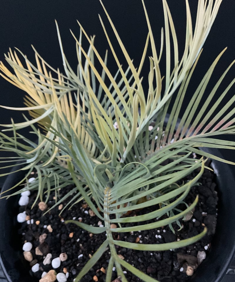 マクロザミア・マクドンネリー（Macrozamia macdonnellii）斑入り vari