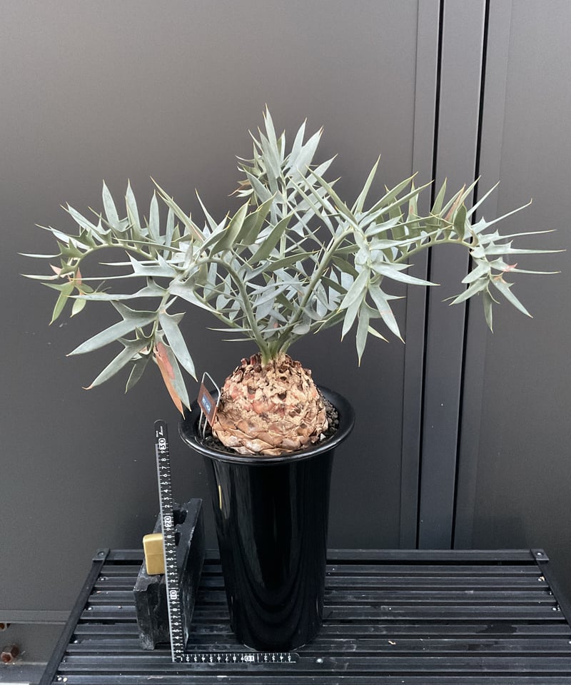 エンセファラルトス・ホリダス Encephalartos horridus | Sun エンセファラルトス・ホリダス Encephalartos horridus | Sun