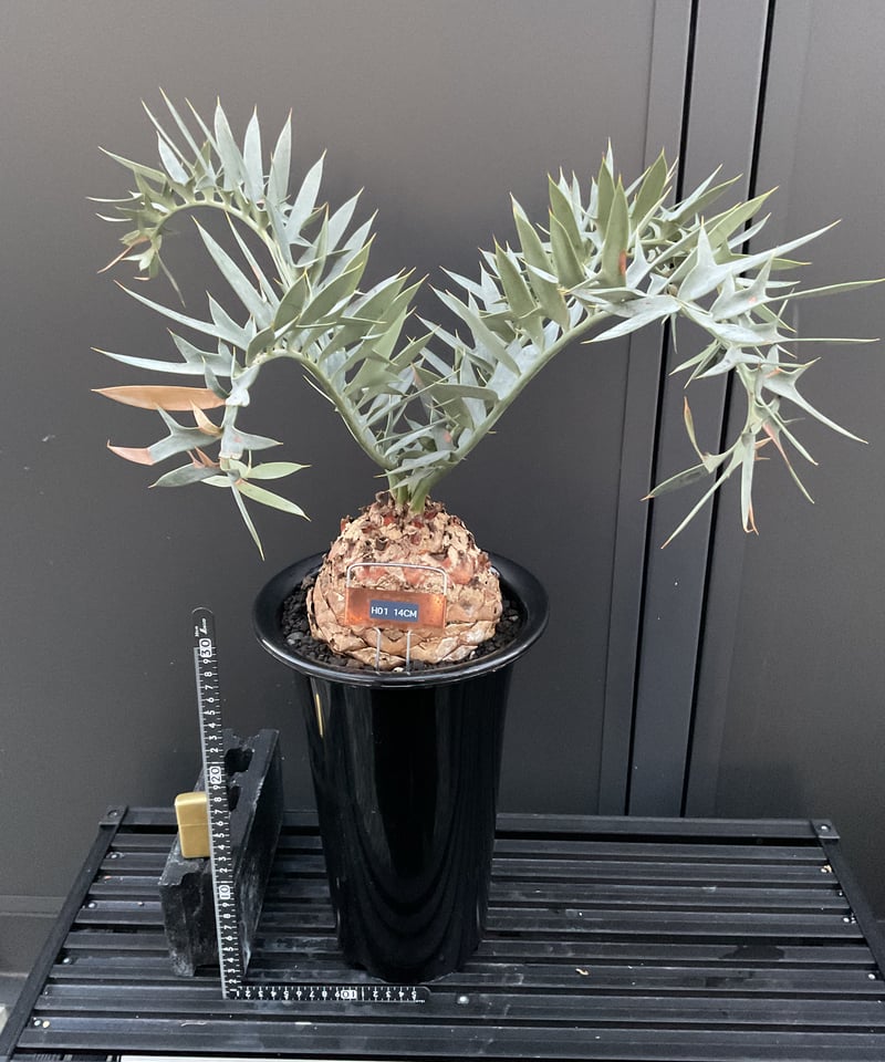 エンセファラルトス・ホリダス Encephalartos horridus | Sun エンセファラルトス・ホリダス Encephalartos horridus | Sun