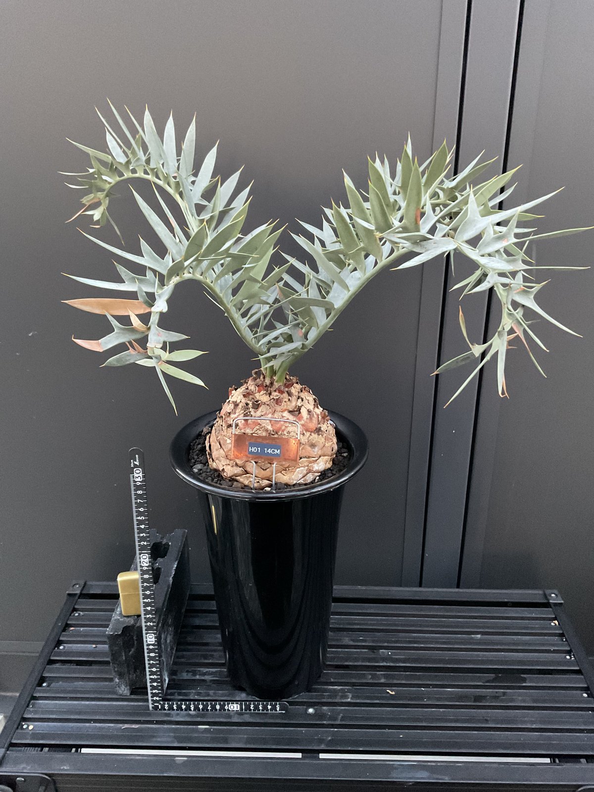 エンセファラルトス・ホリダス Encephalartos horridus | Sun エンセファラルトス・ホリダス Encephalartos horridus | Sun