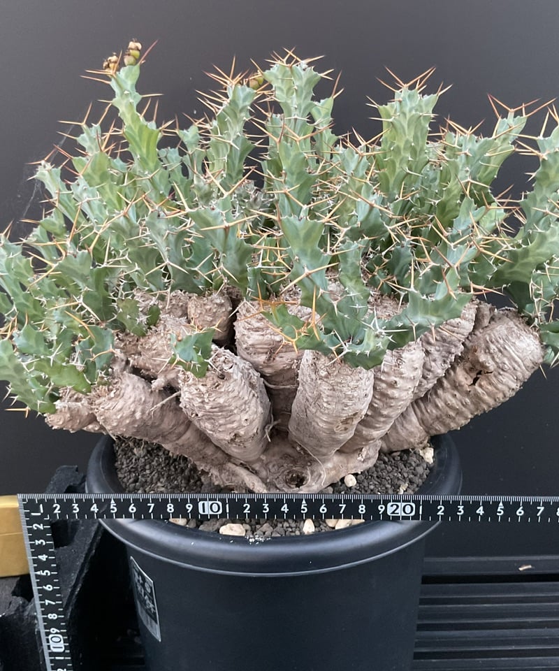 Euphorbia clavigera ユーフォルビア・クラビゲラ ② | Sun Euphorbia clavigera ユーフォルビア・クラビゲラ ② | Sun