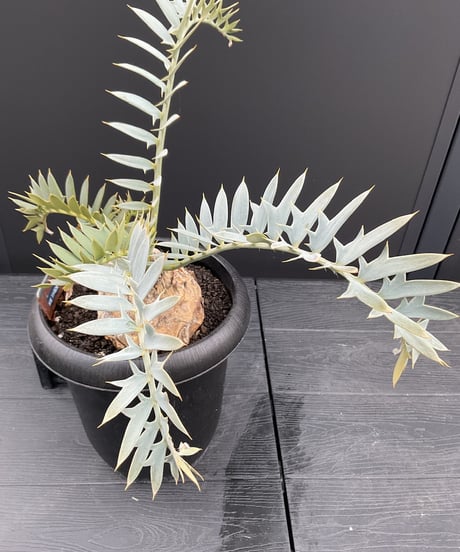 エンセファラルトス・ホリダス　15  Encephalartos horridus