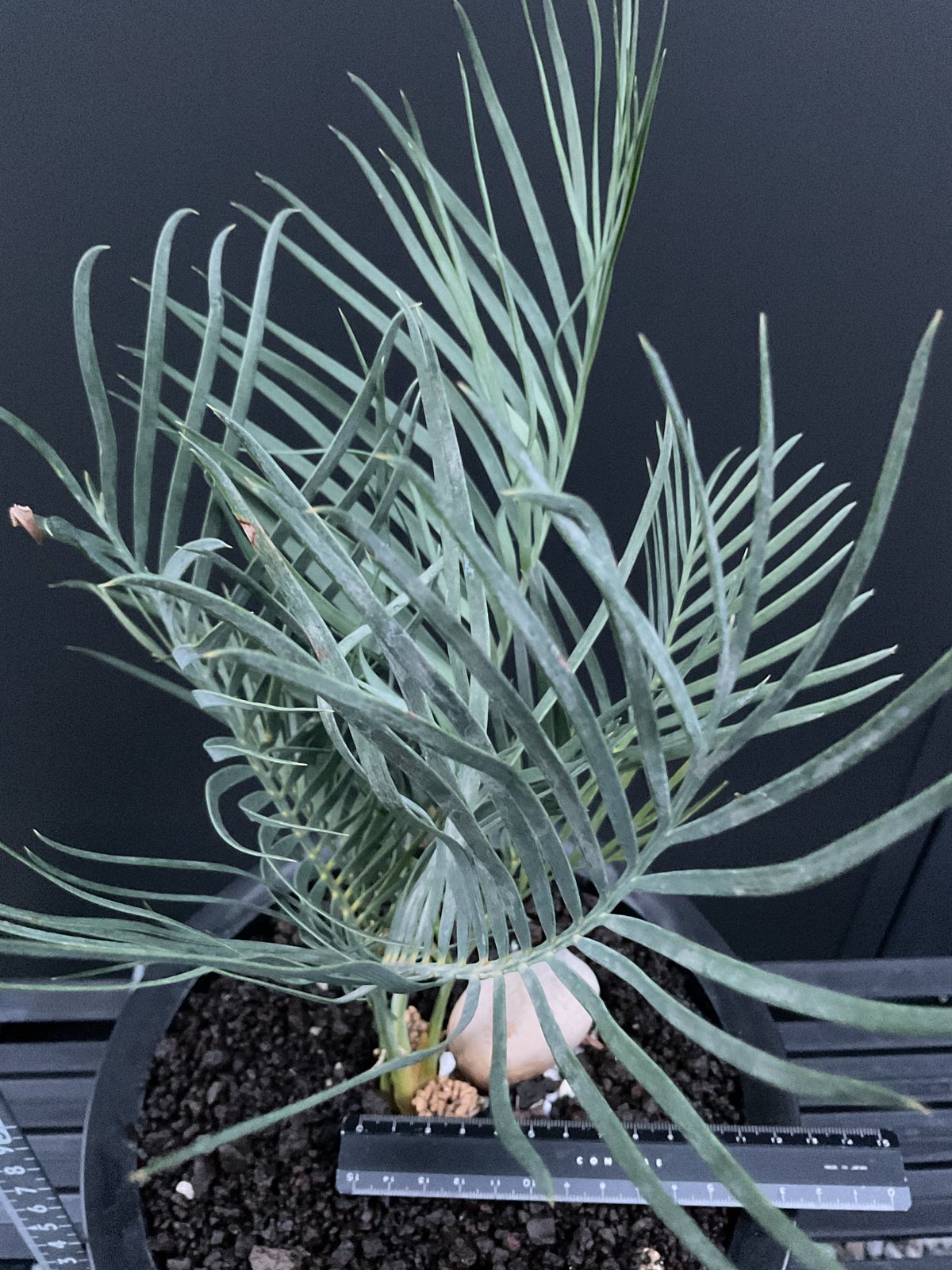 マクロザミア・マクドンネリー（Macrozamia macdonnellii） | Sun・S