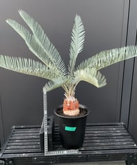 Cycas.cairnsiana サイカス・カイルンシアナ | Sun・Shepherd