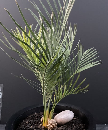 マクロザミア・マクドンネリー（Macrozamia macdonnellii）