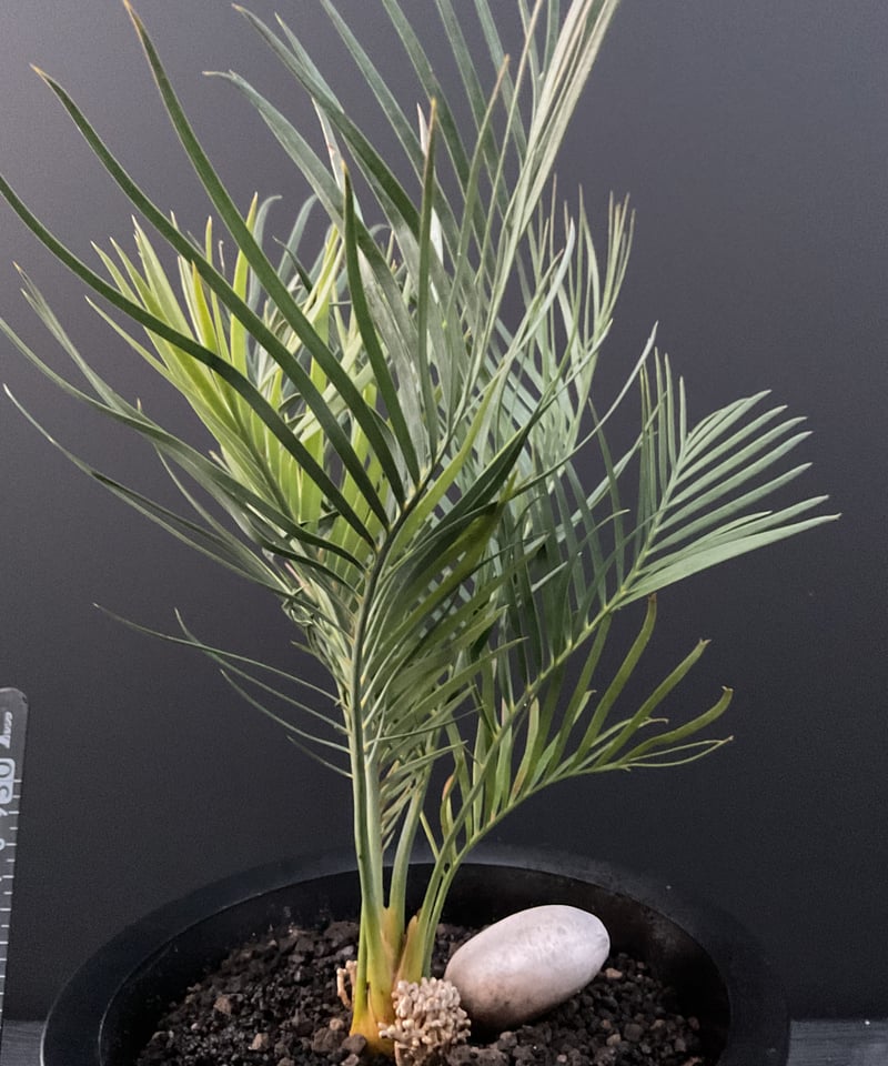 マクロザミア・マクドンネリー（Macrozamia macdonnellii） | Sun・S