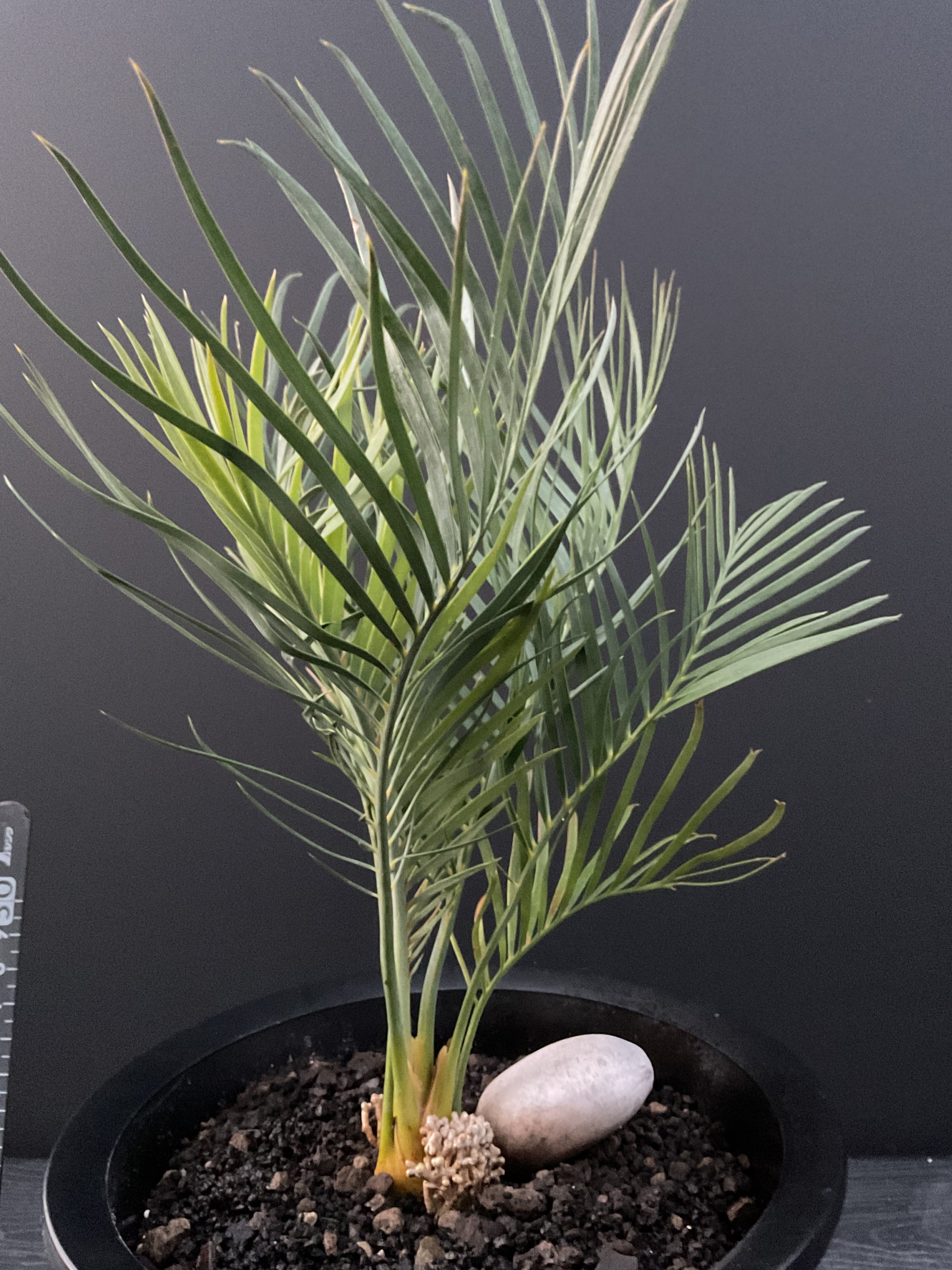 マクロザミア・マクドンネリー（Macrozamia macdonnellii） | Sun・S