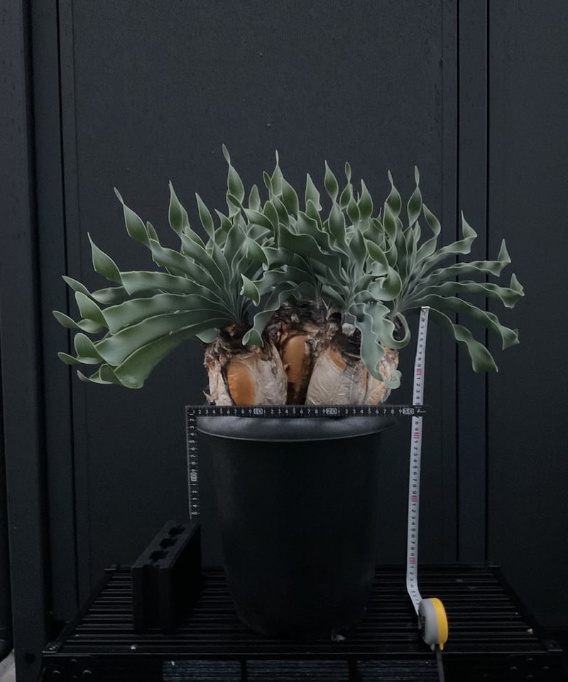 ブーファン・ハエマンソイデス 多頭 | Sun・Shepherd