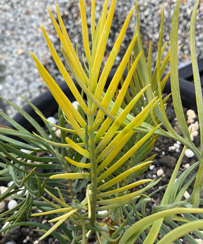 マクロザミア・マクドンネリー（Macrozamia macdonnellii）斑入り vari