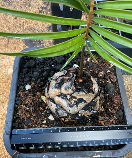 ceratozamia kuesteriana　04  セラトザミア　クエステリアーナ