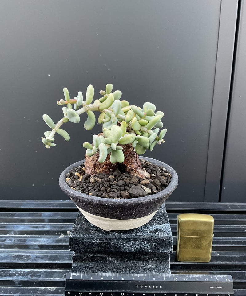 ケラリア・ピグマエア 03 | Sun・Shepherd