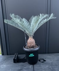 6 最高級 スーパーブルー ドワーフ サイカス カイルンシアナ コレクション株 Cycas.cairnsiana サイカス・カイルンシアナ | Sun・Shepherd
