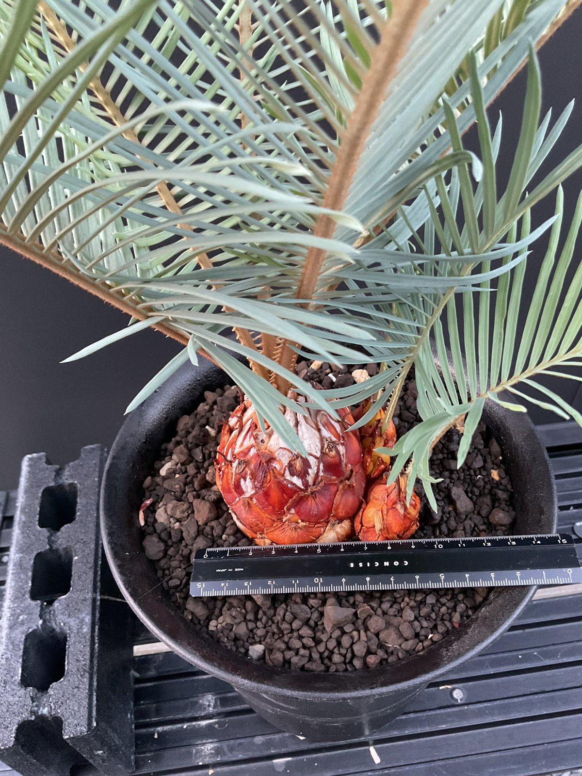 fit=scale-down,w=1200