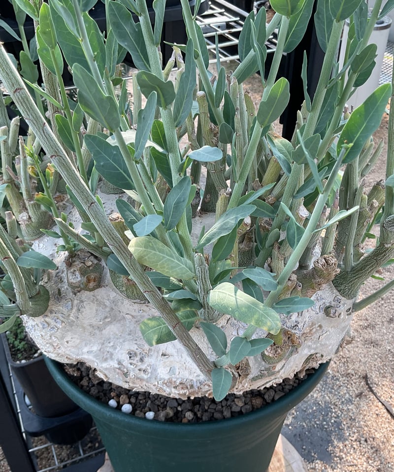 アデニア　ペチュエリー　幹太 c629a9f269a5733453cdceb45bc992