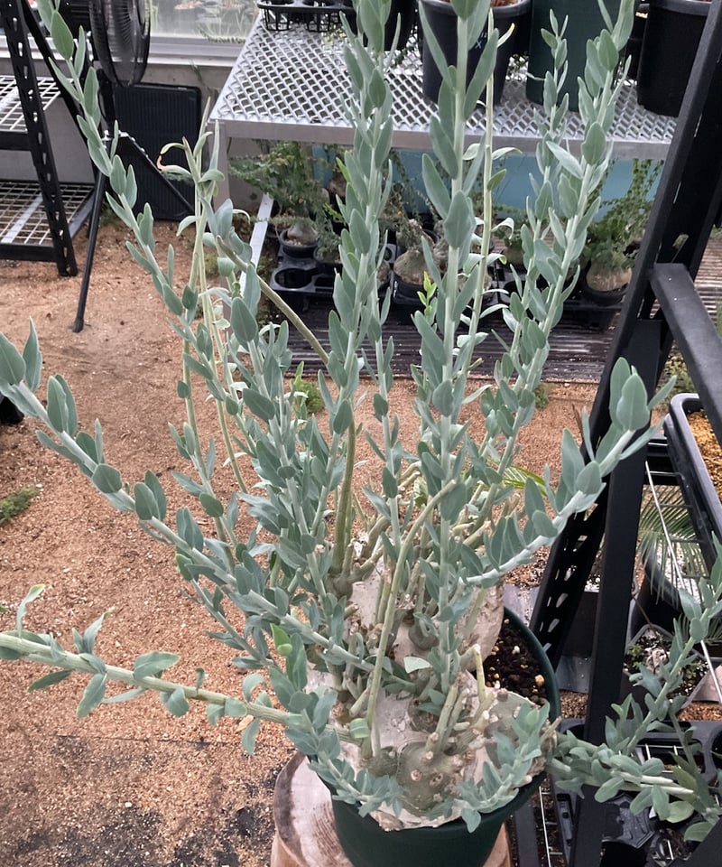 アデニア・ぺチェリー | Sun・Shepherd