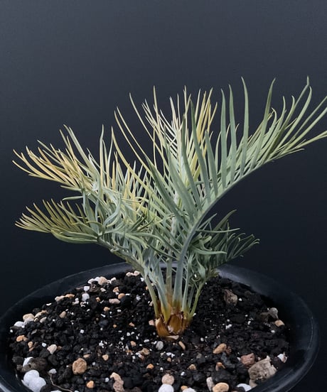 マクロザミア・マクドンネリー（Macrozamia macdonnellii）斑入り　variegated