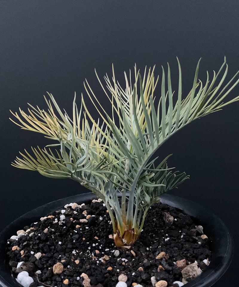 マクロザミア・マクドンネリー（Macrozamia macdonnellii）斑入り vari