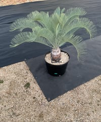 サイカス　カイルンシアナ Yahoo!オークション - サイカス・カイルンシアナ Cycas