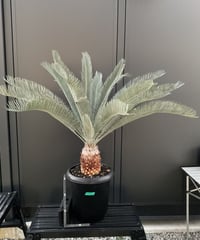 Cycas.cairnsiana サイカス・カイルンシアナ | Sun・Shepherd