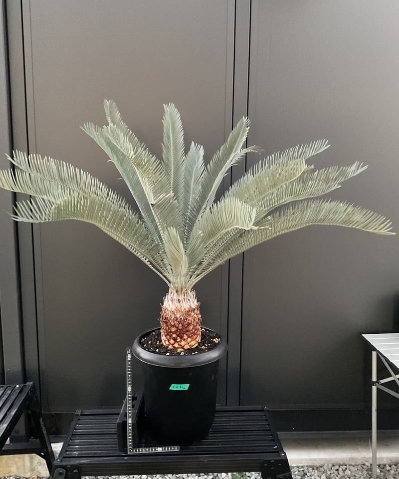 CATEGORY Cycas. Encephalartos蘇轍 | Sun・Shepherd