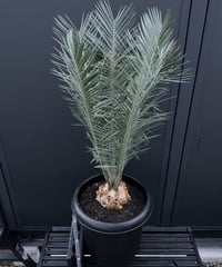 Cycas.cairnsiana サイカス・カイルンシアナ | Sun・Shepherd
