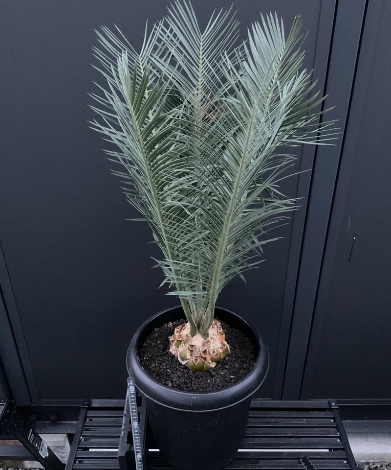 CATEGORY Cycas. Encephalartos蘇轍 | Sun・Shepherd