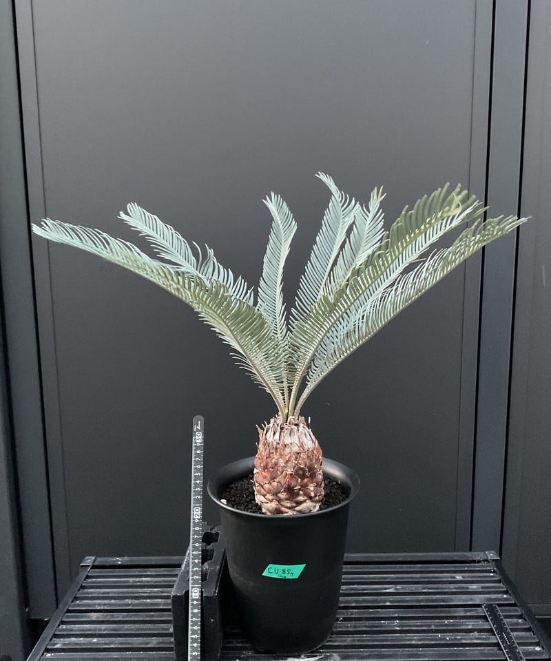 CATEGORY Cycas. Encephalartos蘇轍 | Sun・Shepherd