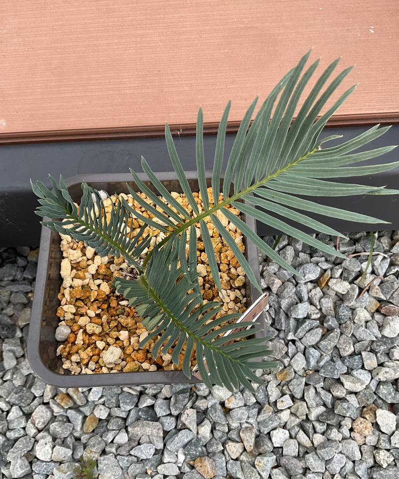 Cycas couttsiana サイカス コッツシアーナ 希少株