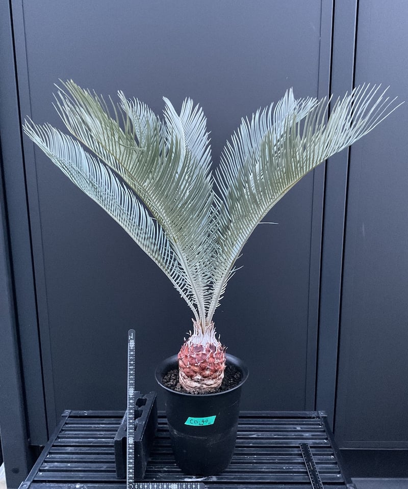 CATEGORY Cycas. Encephalartos蘇轍 | Sun・Shepherd