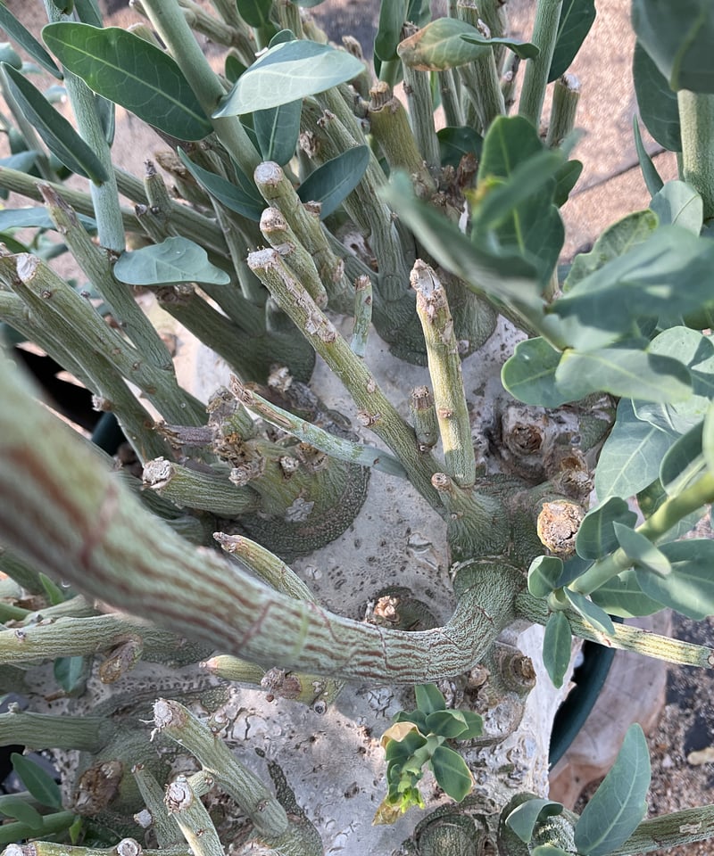 R*i様 33 激レア 超大株 アデニア ペチュエリー 現地球 鮮度抜群 33 激レア 超大株 アデニア ペチュエリー 現地球 鮮度抜群 アデニア