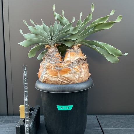 ブーファンハエマンソイデス | STORES