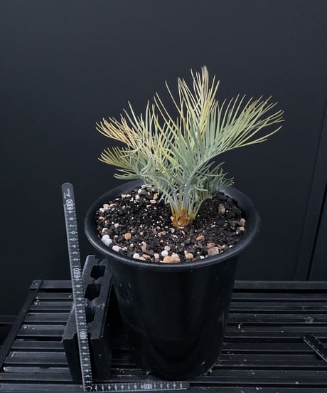 マクロザミア・マクドンネリー（Macrozamia macdonnellii）斑入り　variegated