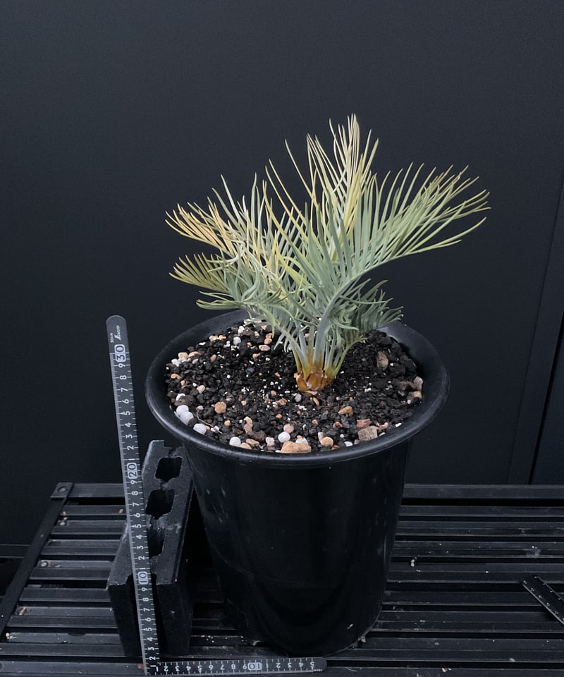 マクロザミア・マクドンネリー（Macrozamia macdonnellii）斑入り vari