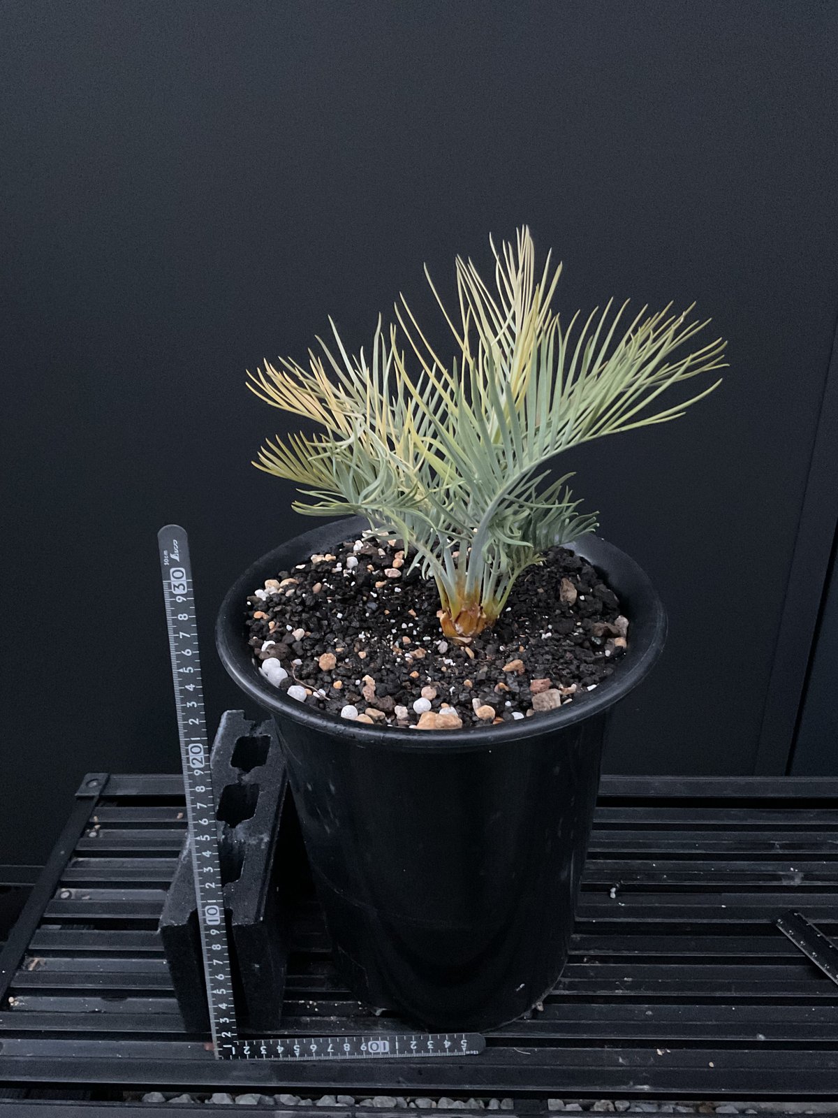 マクロザミア・マクドンネリー（Macrozamia macdonnellii）斑入り vari