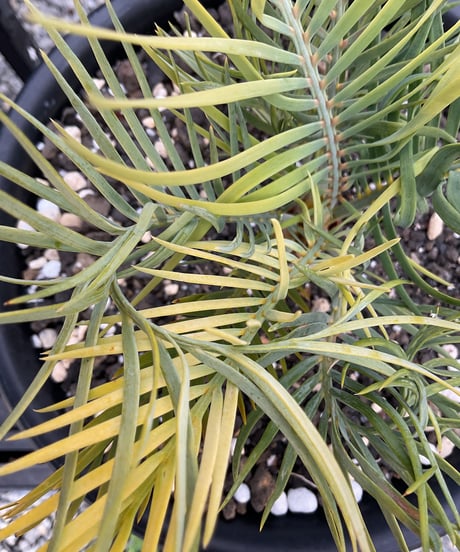 マクロザミア・マクドンネリー（Macrozamia macdonnellii）斑入り　variegated
