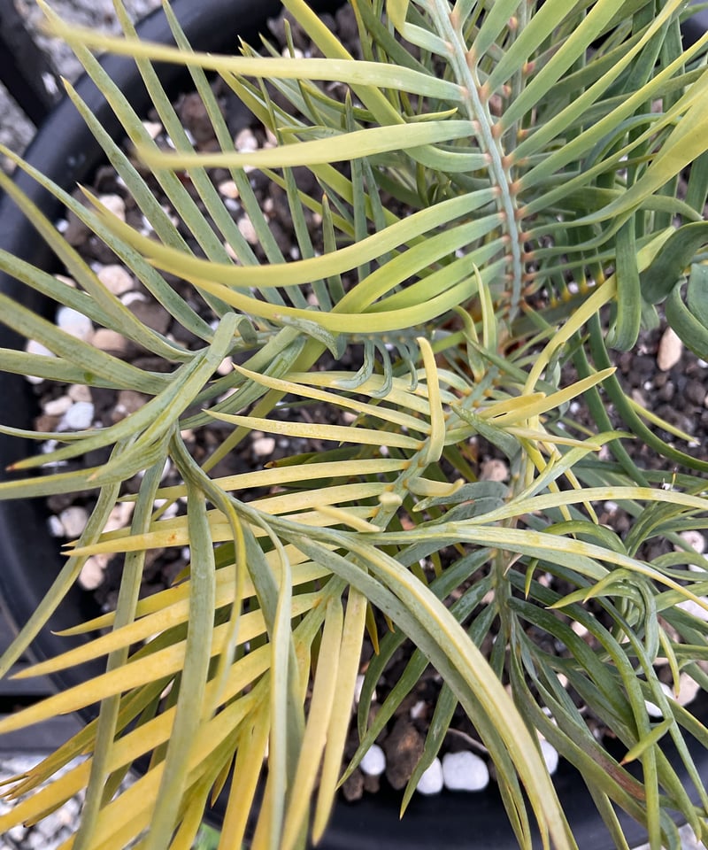 マクロザミア・マクドンネリー（Macrozamia macdonnellii）斑入り vari