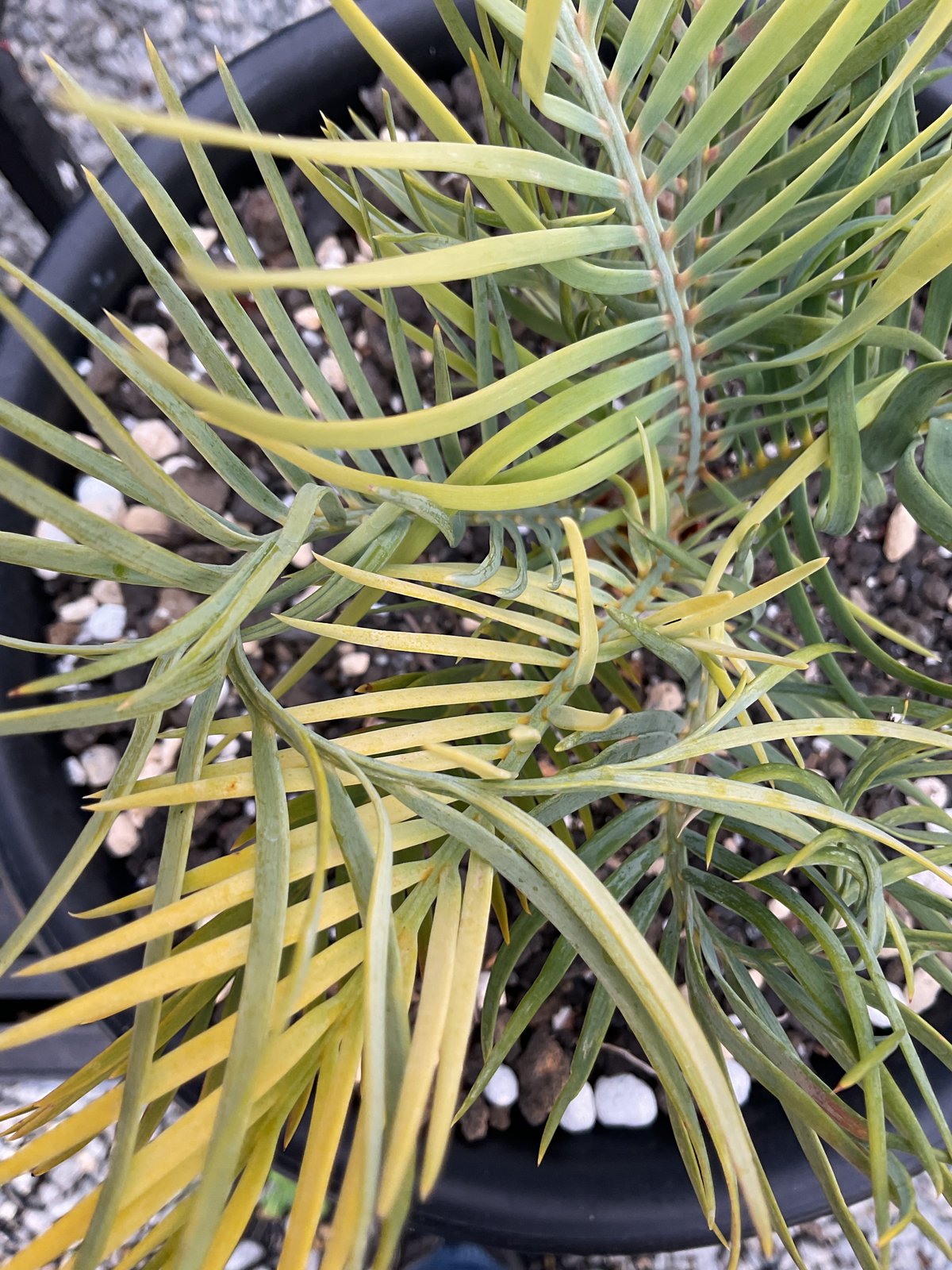 マクロザミア・マクドンネリー（Macrozamia macdonnellii）斑入り vari
