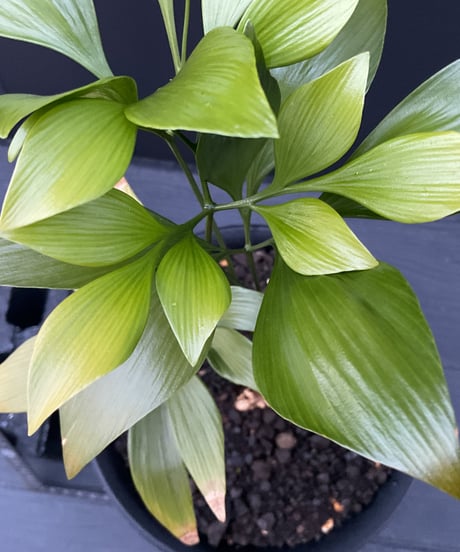 Bowenia spectabilis ボウェニア・スペクタビリス  02