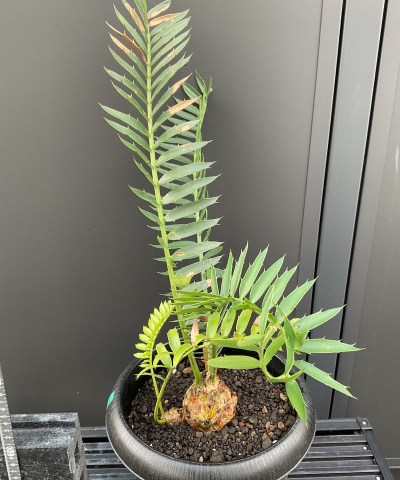 エンセファラルトス・トリスピノーサス ET-02 Encephalartos trispin