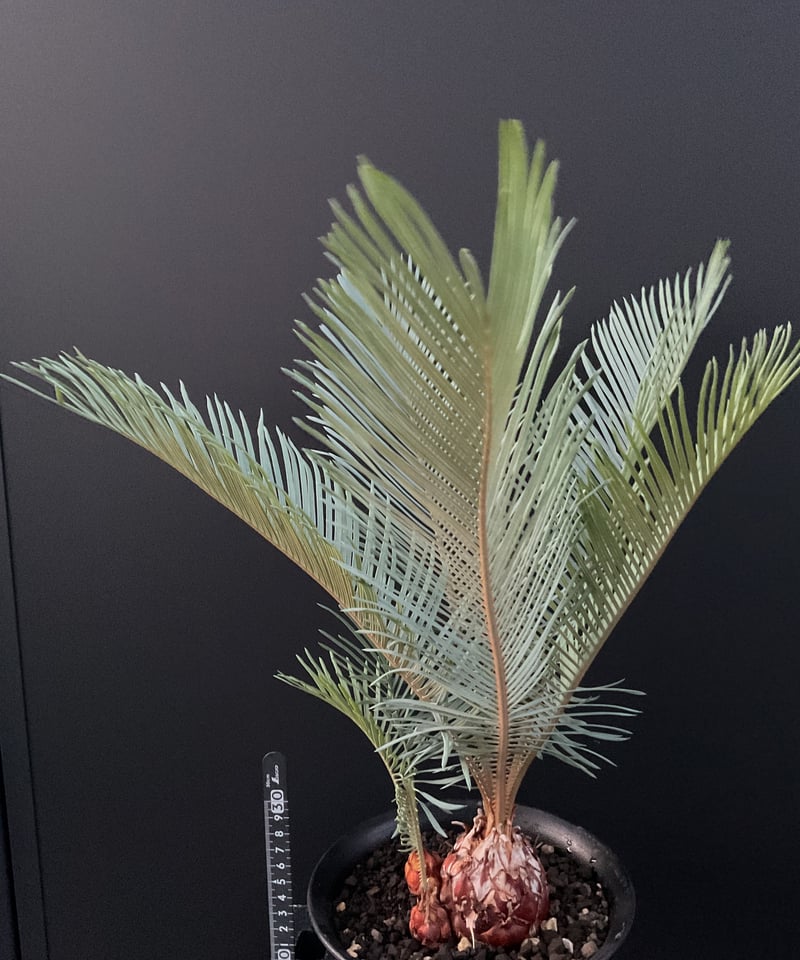 Cycas・Cupida サイカス・クピダ CU－42 | Sun・Shepherd