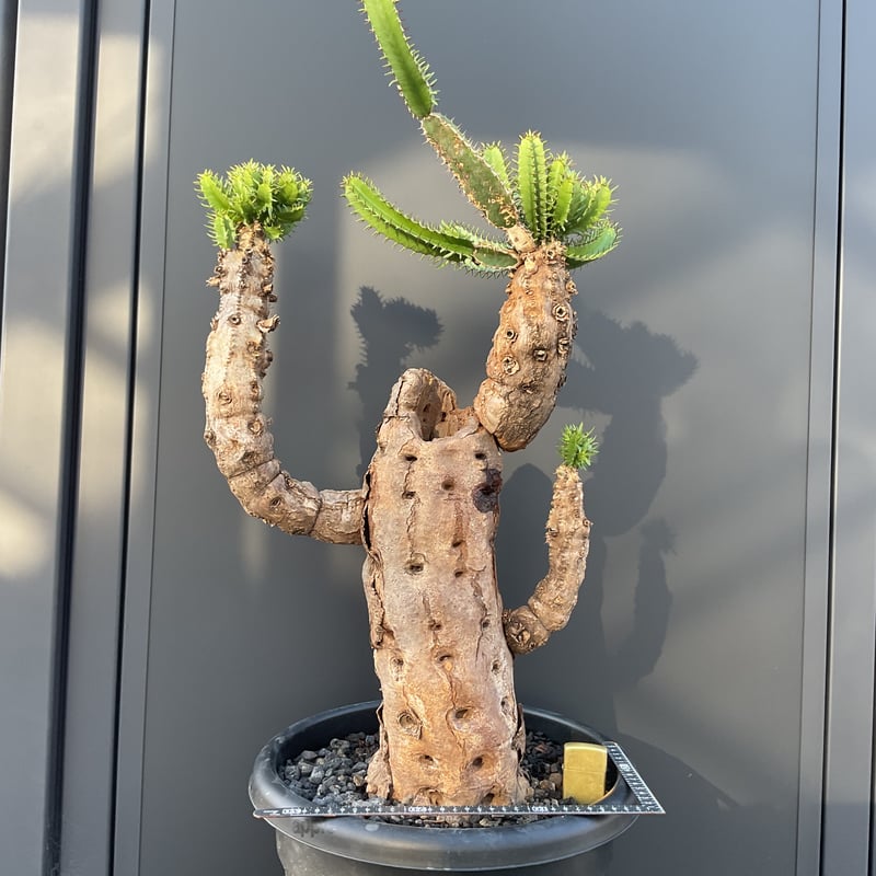 ユーフォルビア ムランジーナ neighborhood 【公式通販】