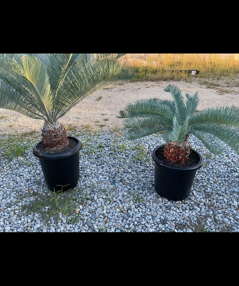 Cycas.cairnsiana サイカス・カイルンシアナ | Sun・Shepherd Cycas.cairnsiana サイカス・カイルンシアナ | Sun・Shepherd
