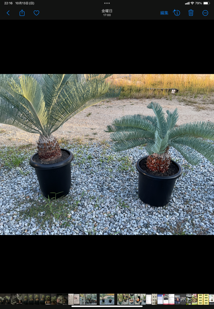 Cycas.cairnsiana サイカス・カイルンシアナ