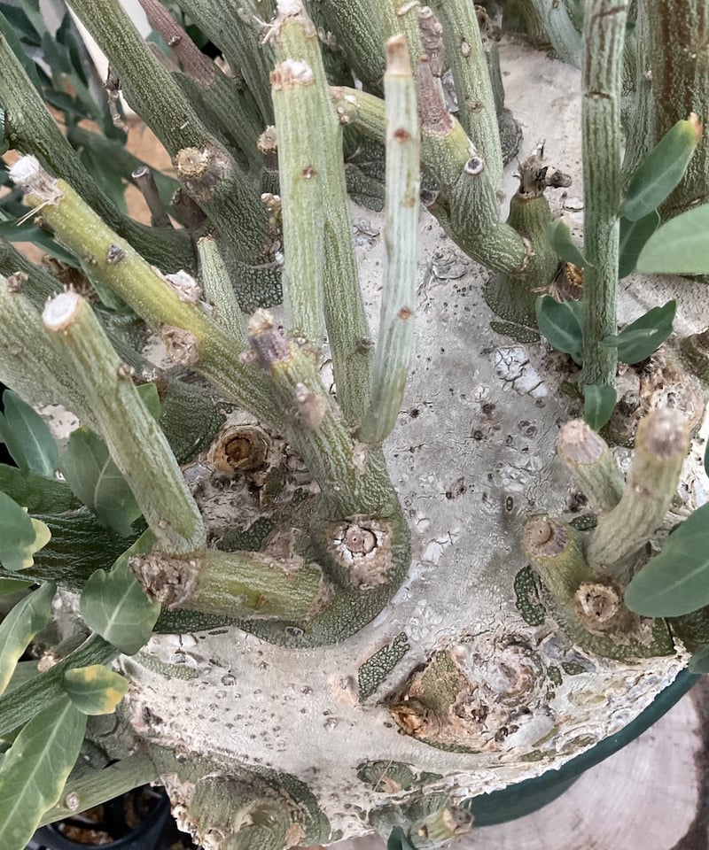 ト*ア様 23 激レア 超大株 アデニア ペチュエリー 現地球 鮮度抜群 ト*ア様 23 激レア 超大株 アデニア ペチュエリー 現地球 鮮度抜群 ト