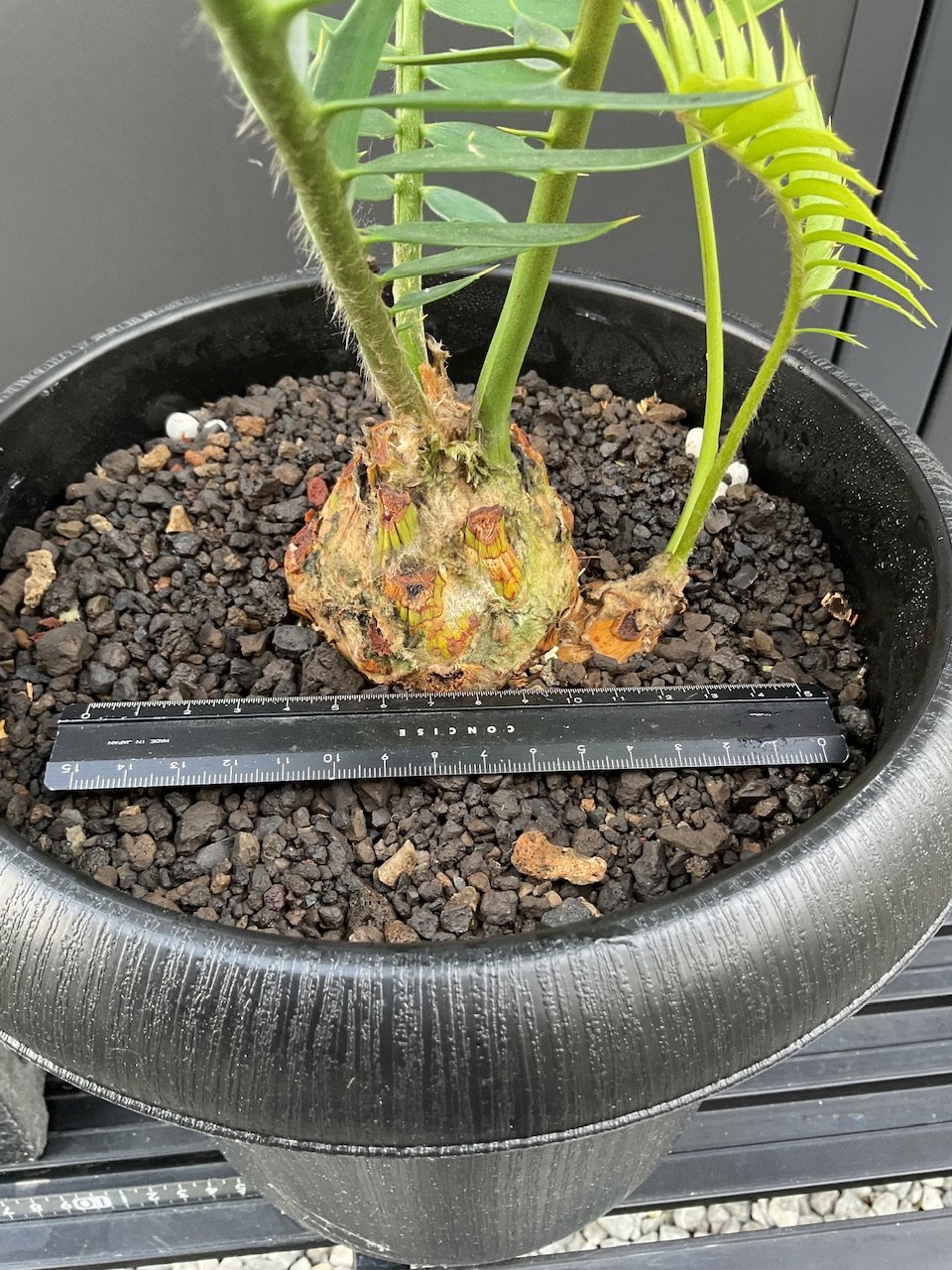 エンセファラルトス トリスピノーサス　南アフリカ産 エンセファラルトス トリスピノーサス 南アフリカ産 - メルカリ