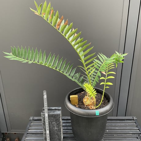 エンセファラルトス | STORES