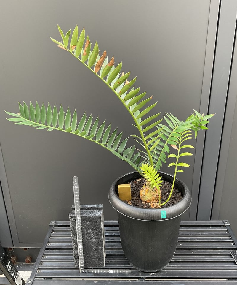 エンセファラルトス トリスピノーサス　南アフリカ産 エンセファラルトス・トリスピノーサス ET-02 Encephalartos trispin