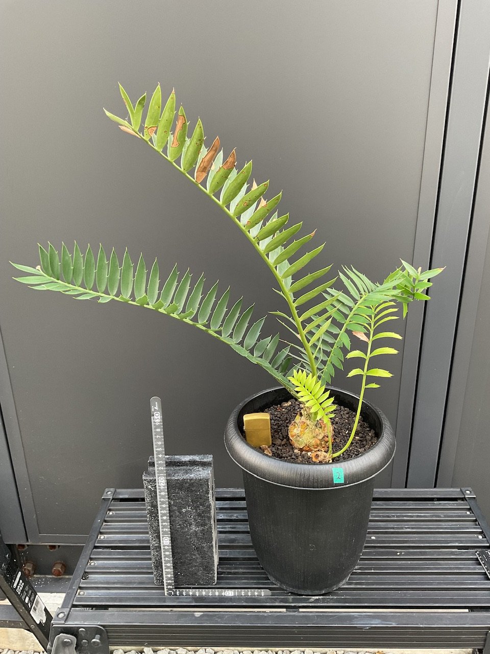 エンセファラルトス・トリスピノーサス ET-02 Encephalartos trispin