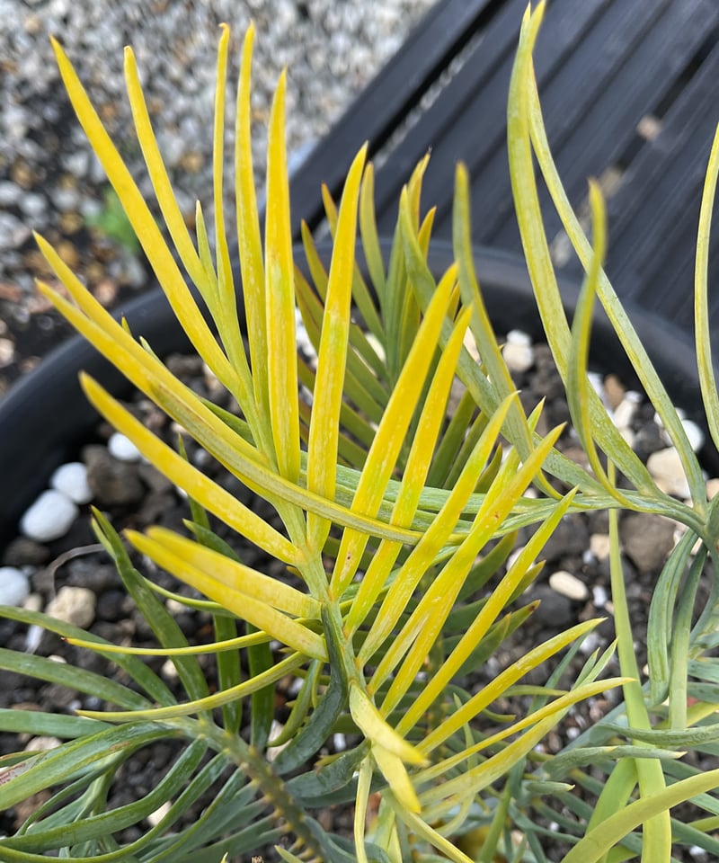 マクロザミア・マクドンネリー（Macrozamia macdonnellii）斑入り vari