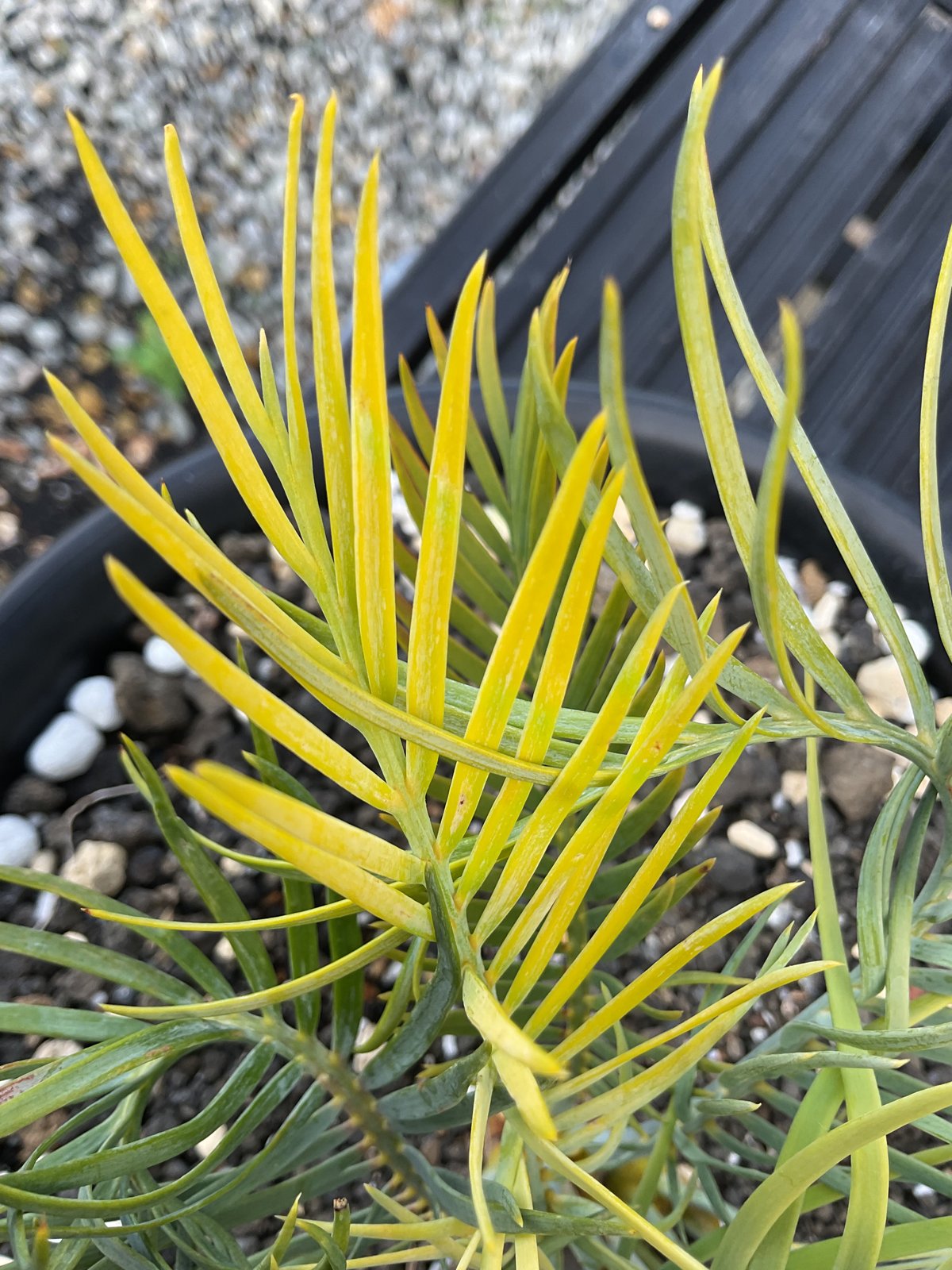 マクロザミア・マクドンネリー（Macrozamia macdonnellii）斑入り vari